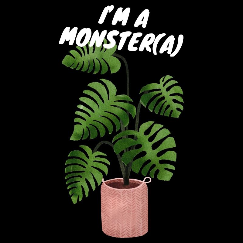 MONSTERA MONSTER PLANT