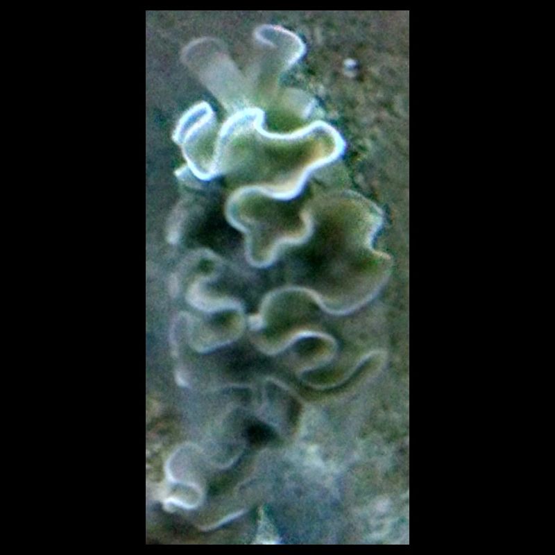 Sea Snail