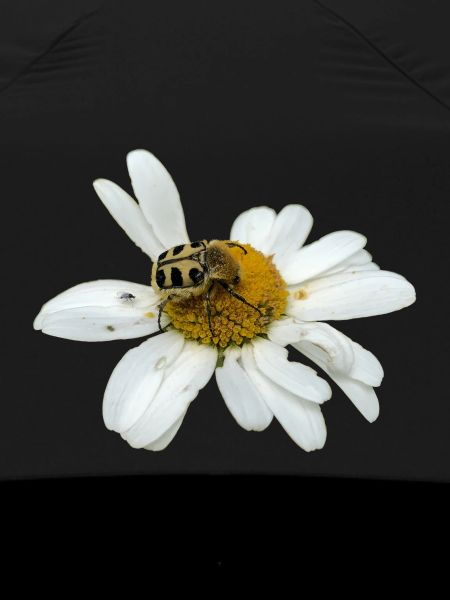 Bee chafer