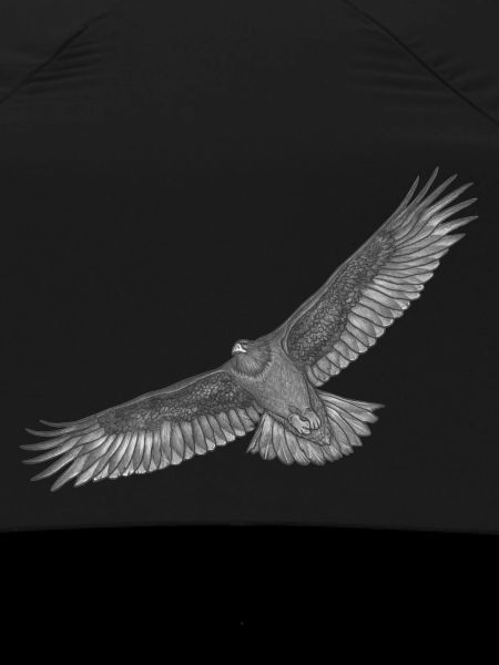 Aguila