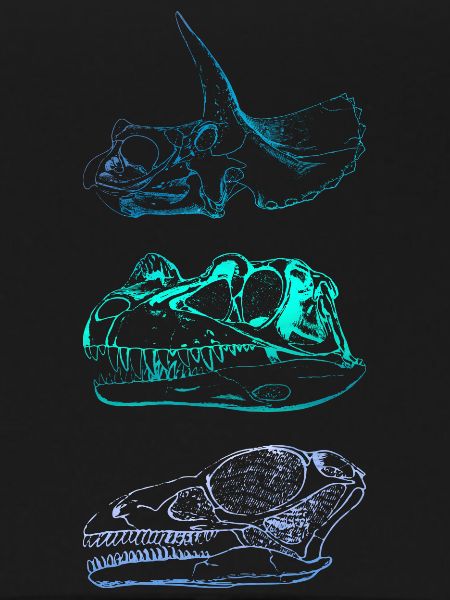 Dinosaur Skulls