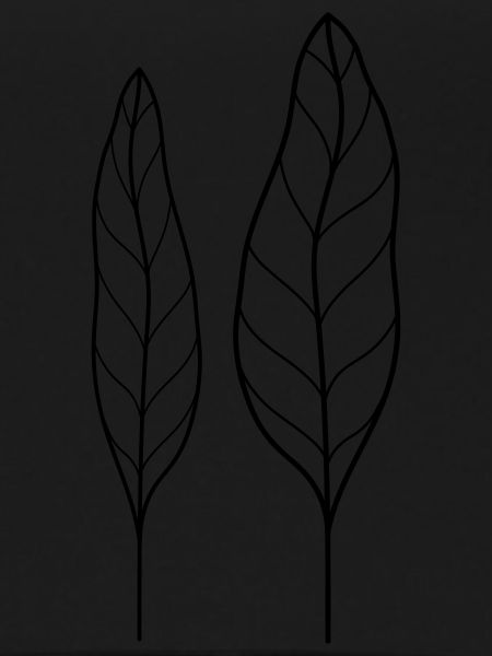 Leaf