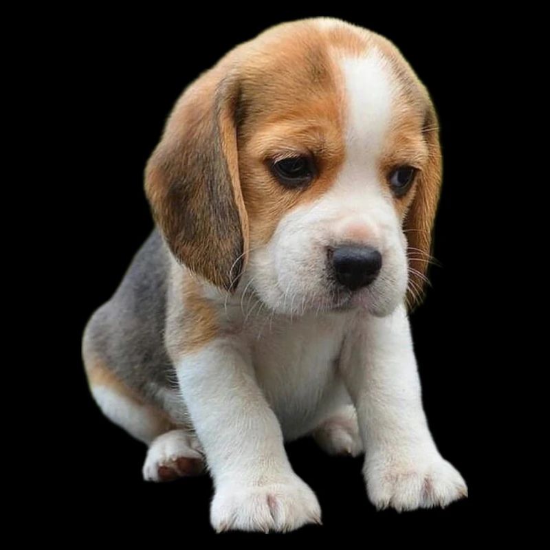 Beagle