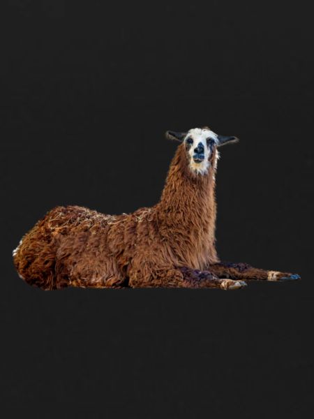 Lama