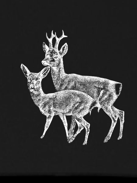 Roe deer