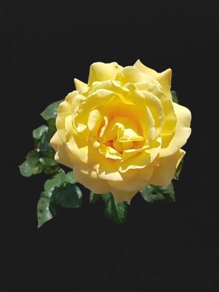 YELLOW ROSE