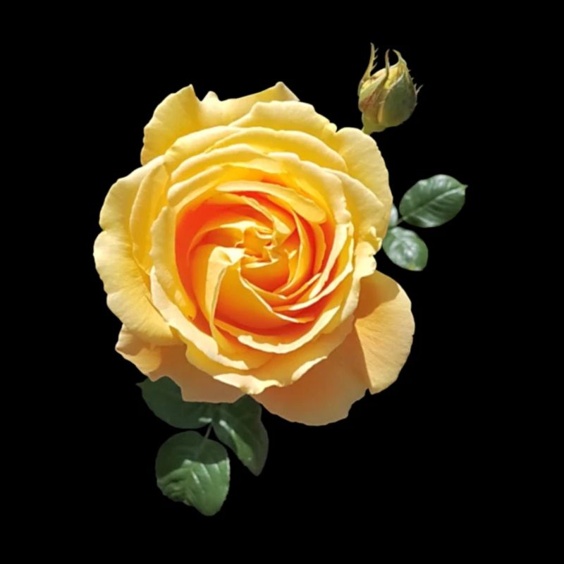 Spring rose