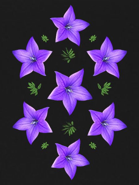 fleur pourpre - campanule