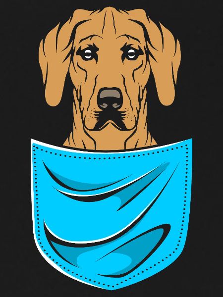 Rhodesian Ridgeback