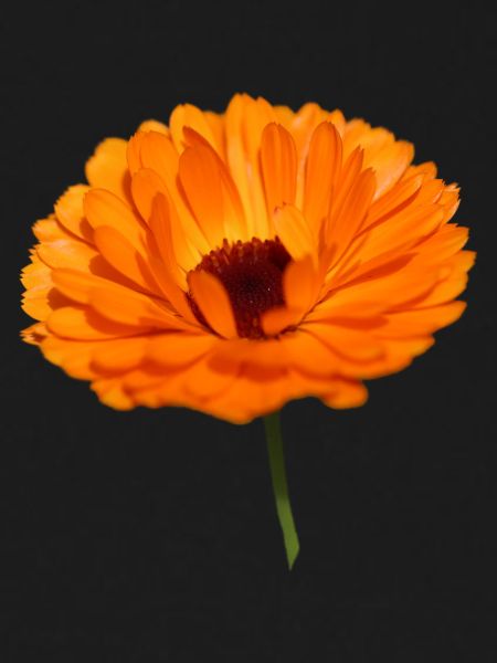 Marigold
