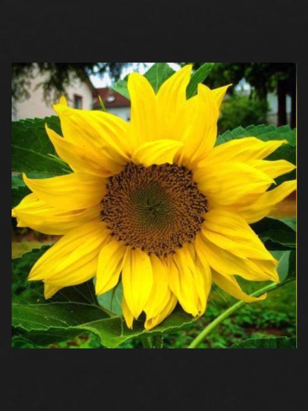 sunflower