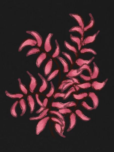 Pink Plant