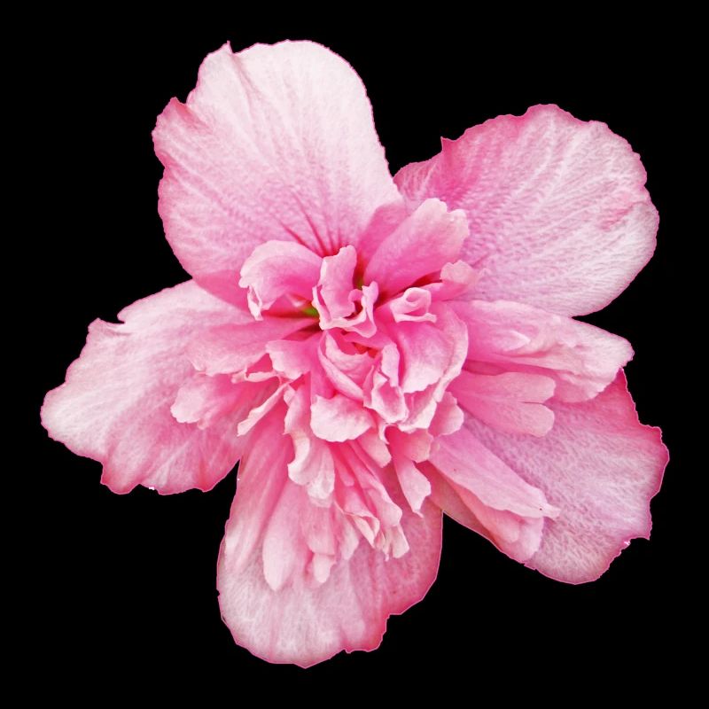 Peony