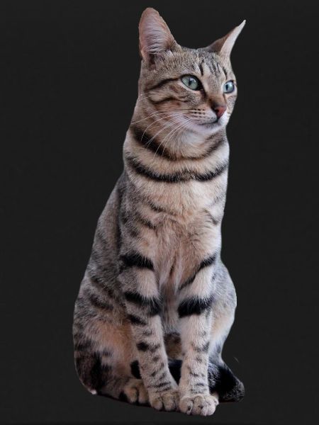 Chat
