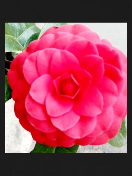 Camélia Rose Intense
