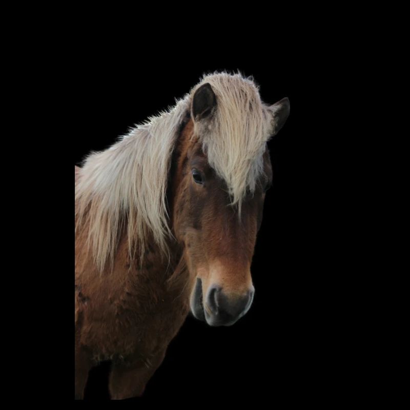 Chevaux T-shirt Cadeau Cavalier