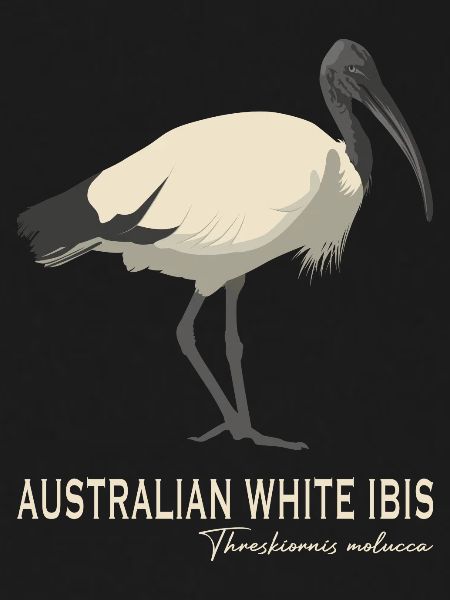 Australian white Ibis
