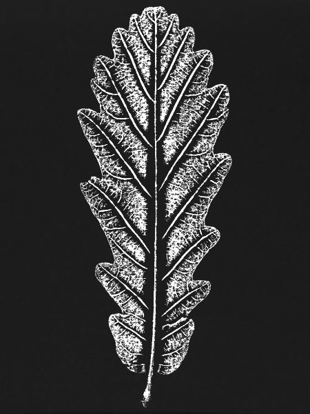 Oak Leaf / Leaves Imprint: