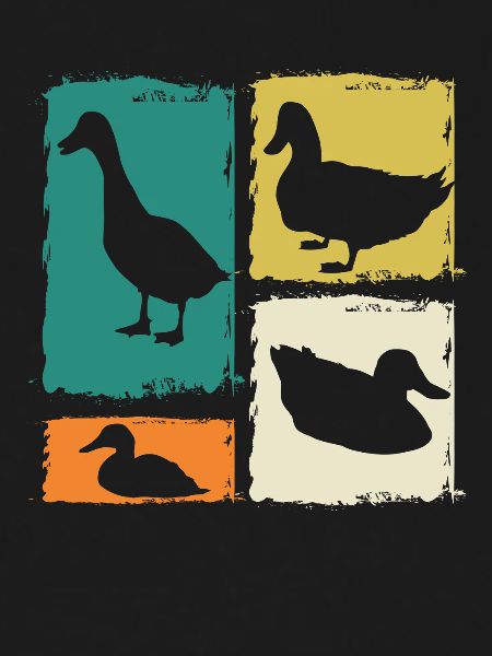 Canards