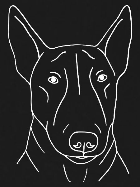 Bullterrier