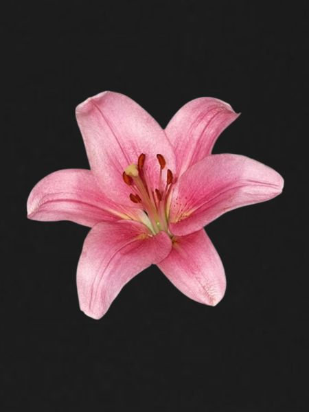 Fleur de lys - lily