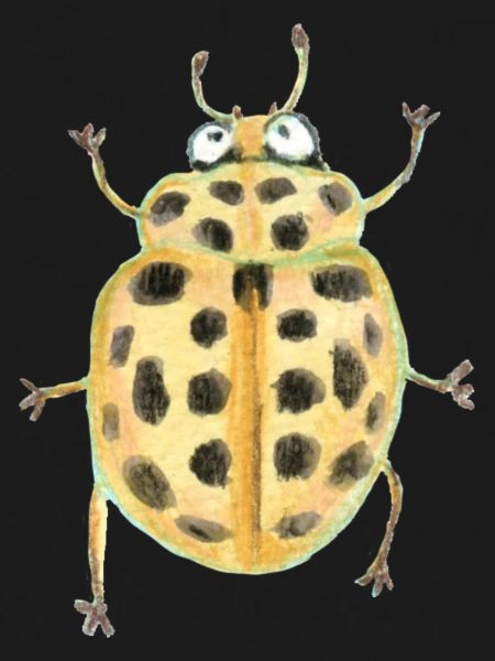 Pond ladybug