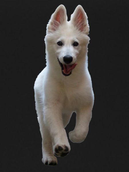 Chiot