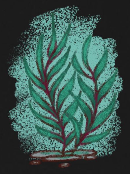Kelp 2