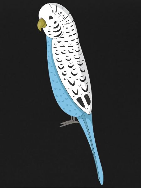 budgerigar
