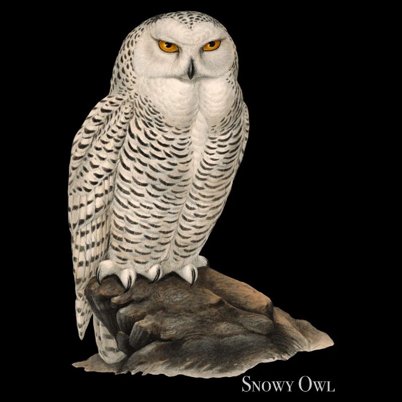 Snowy Owl