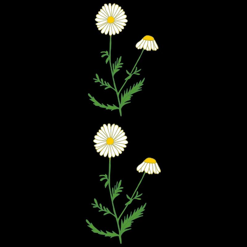 camomile