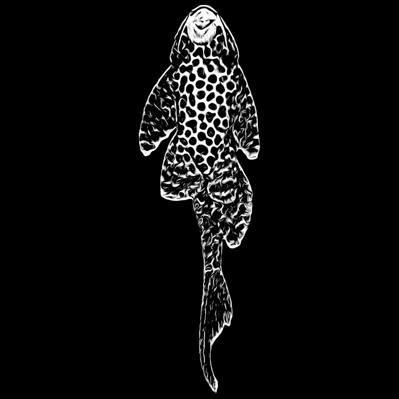 Common Plecostomus Sucker Fish Tropical Fish Owner