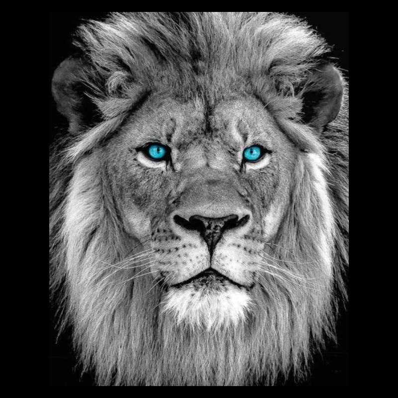 LION AUX YEUX BLEUS