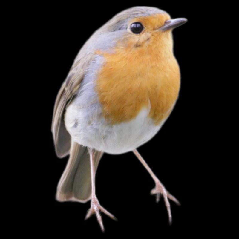 Robin Magic Cute Bird Nature Gift