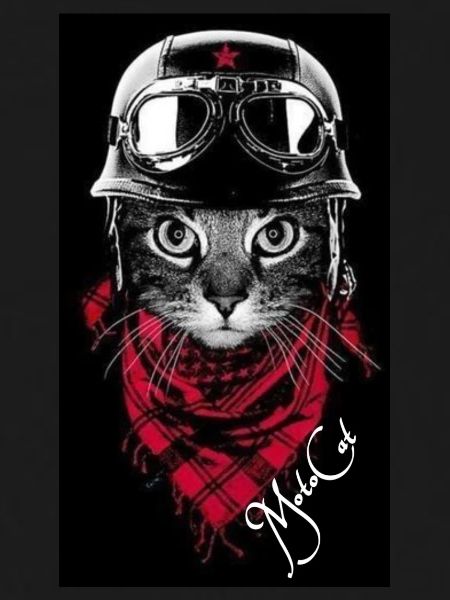 Cat Collection