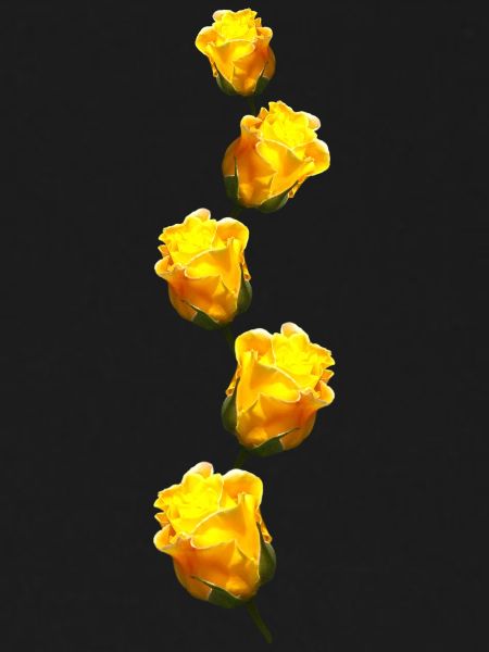 yellow roses