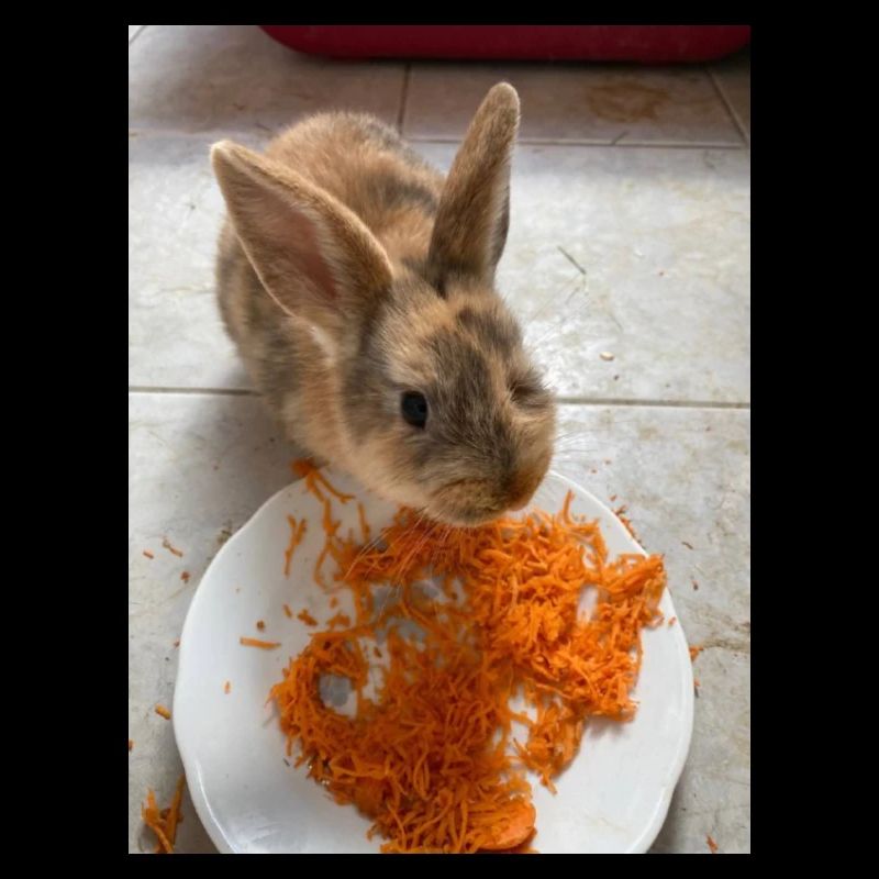 möhrenhase2df9b051 6503 44d8 86d4 fe650f21c55d