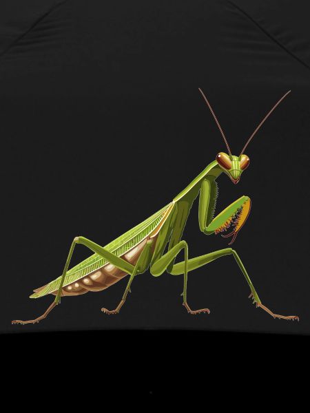 Praying mantises Praying mantis
