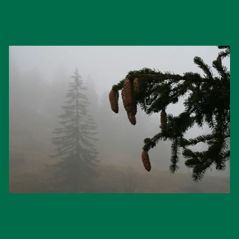 Cloud Forest Cone Magic / Feldberg