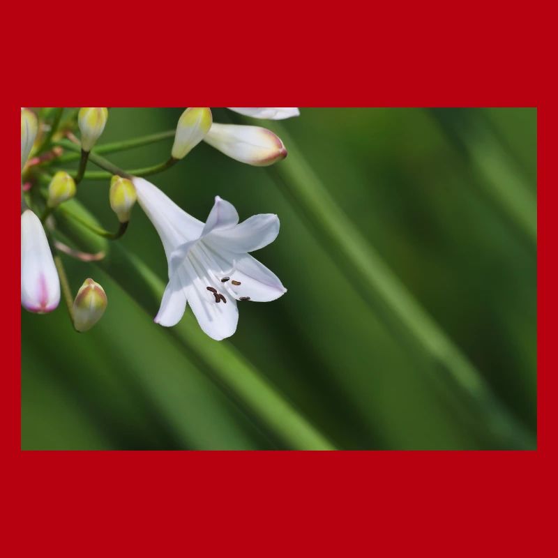 Macro de la fleur de lys blanc