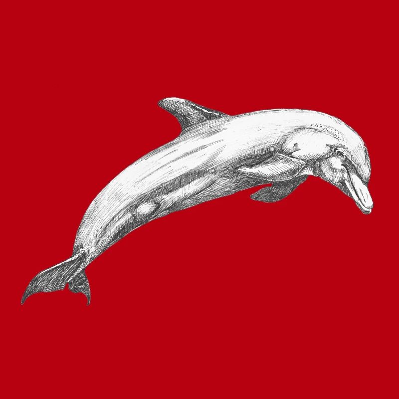 Delfin Dolphin