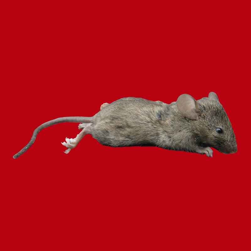 Souris