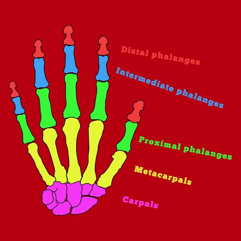 Hand Knochen Anatomie Mensch Evolution Physio