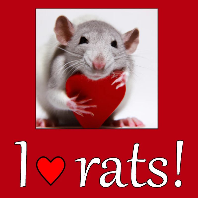 Ratte mit Herz