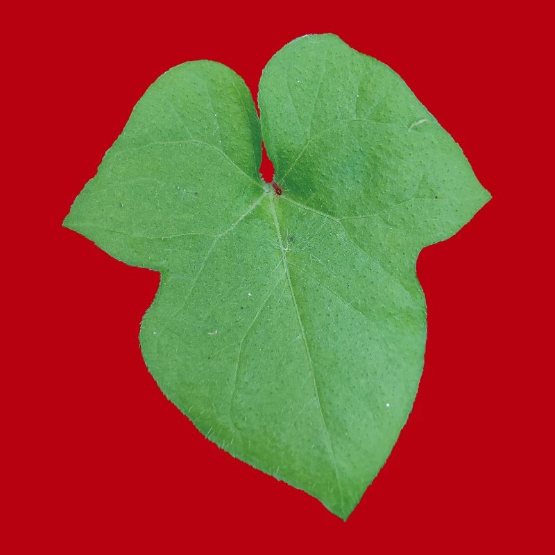 Green_Leaf_-_Tiny_Red_Spider