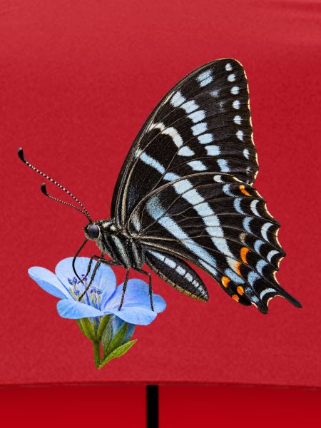 Schmetterling Schwarzer Tiger