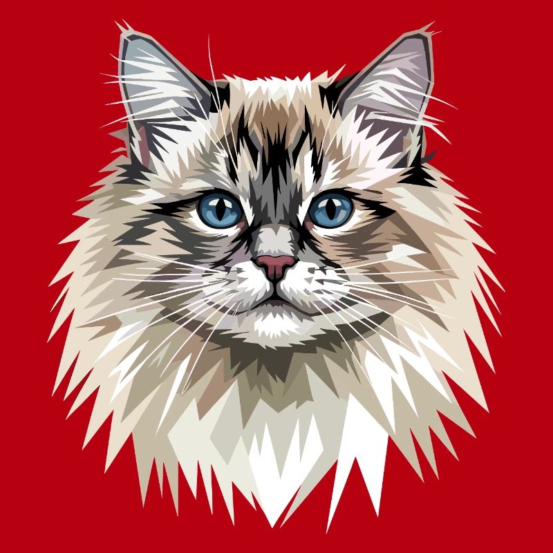 Ragdoll Chat Ragdoll Chat Mignons Chats Ragdoll