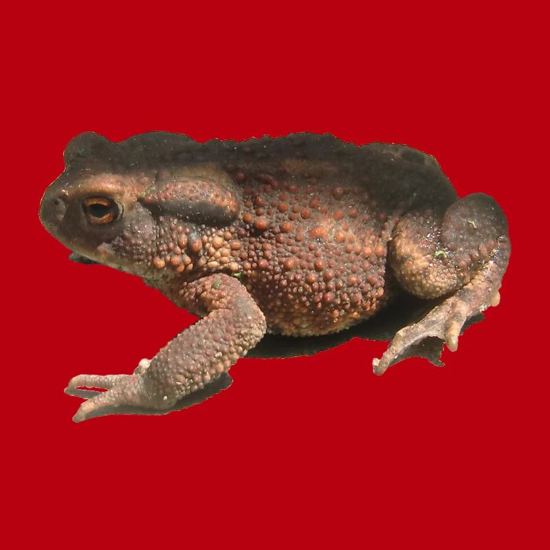 toad