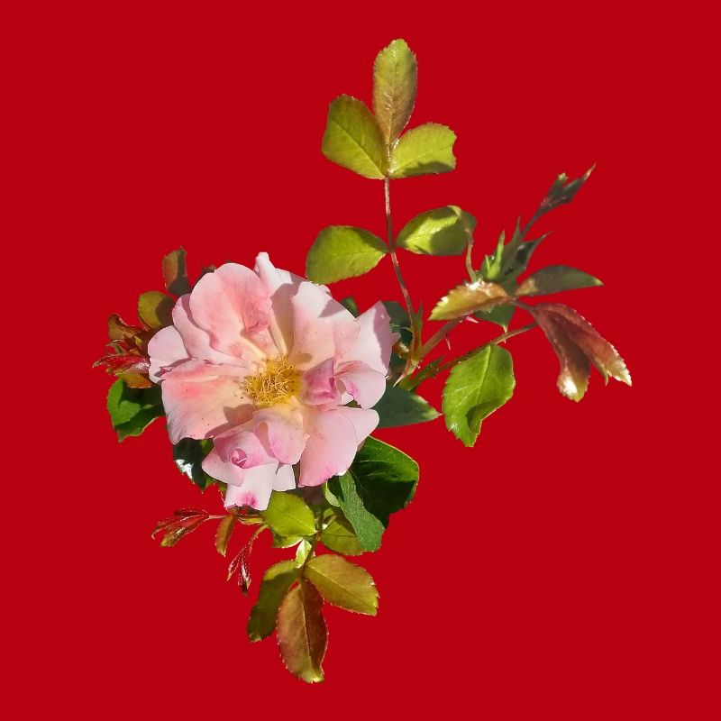 Fleur de rose rose délicate