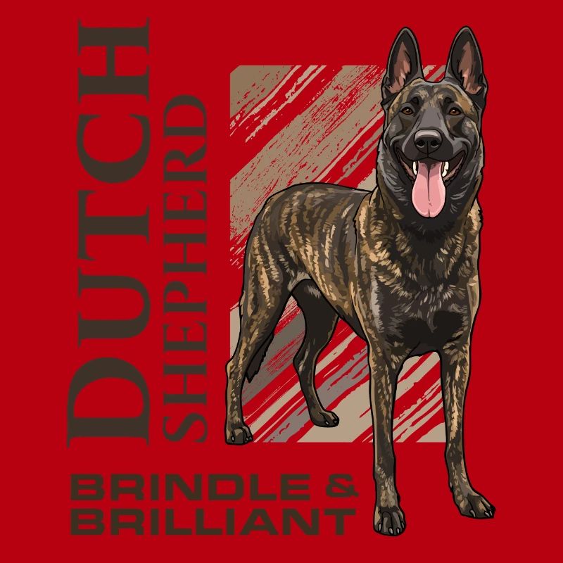 Dutch Shepherd – Dutchie